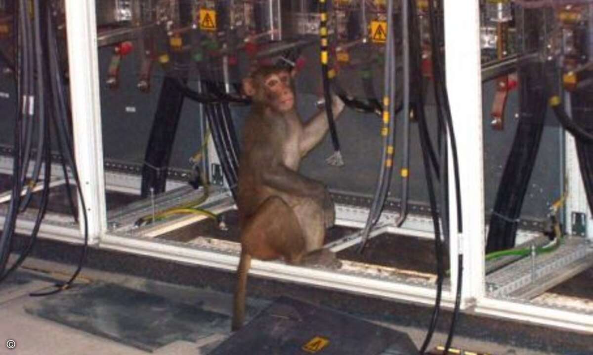 IT-Affe