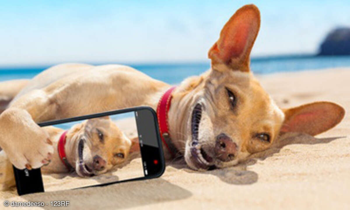 Hund mit Smartphone
