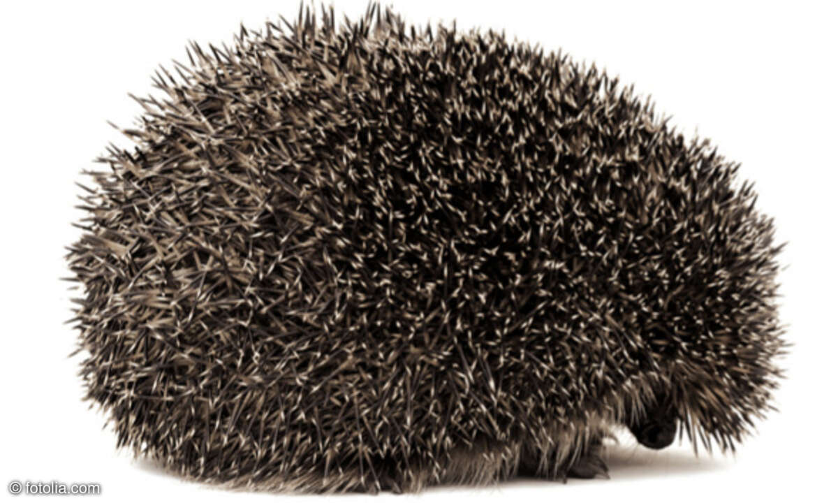 Igel