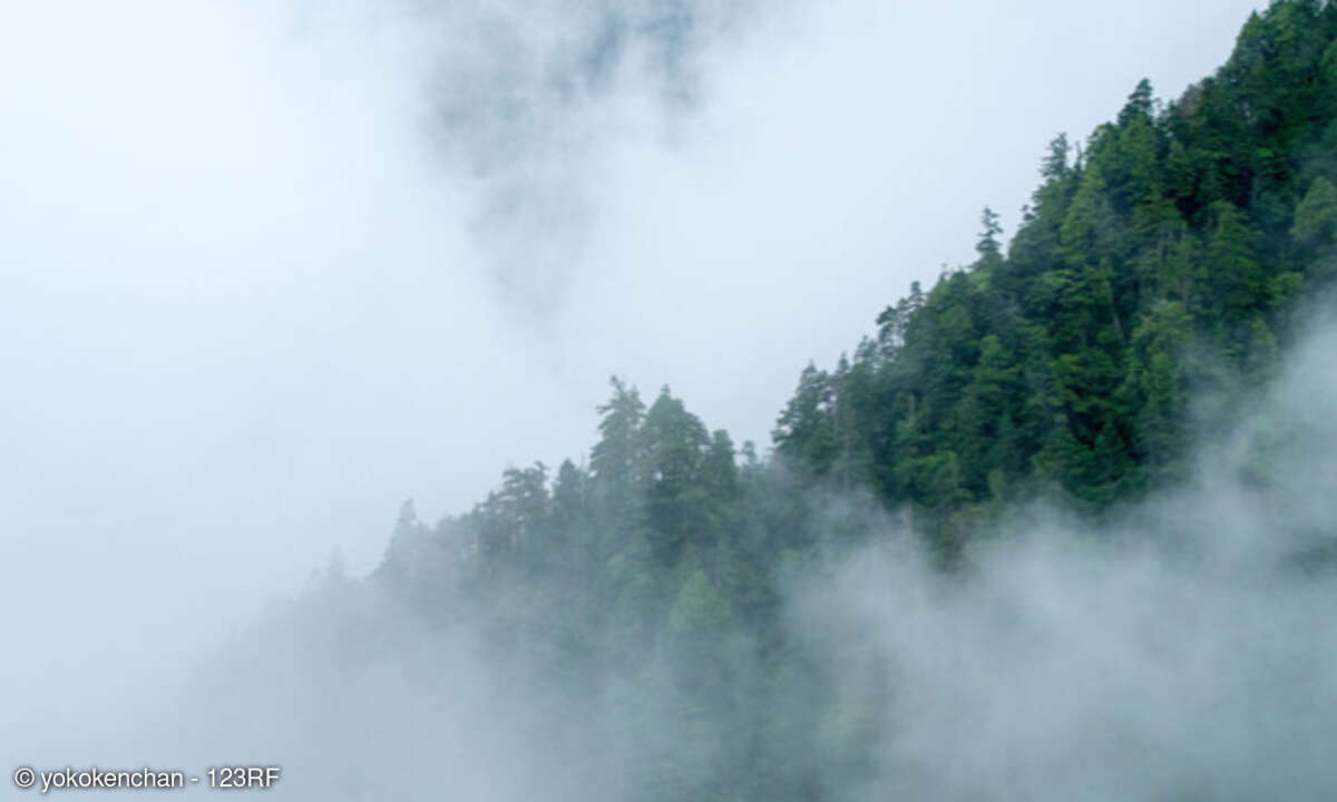 Nebel, Wald