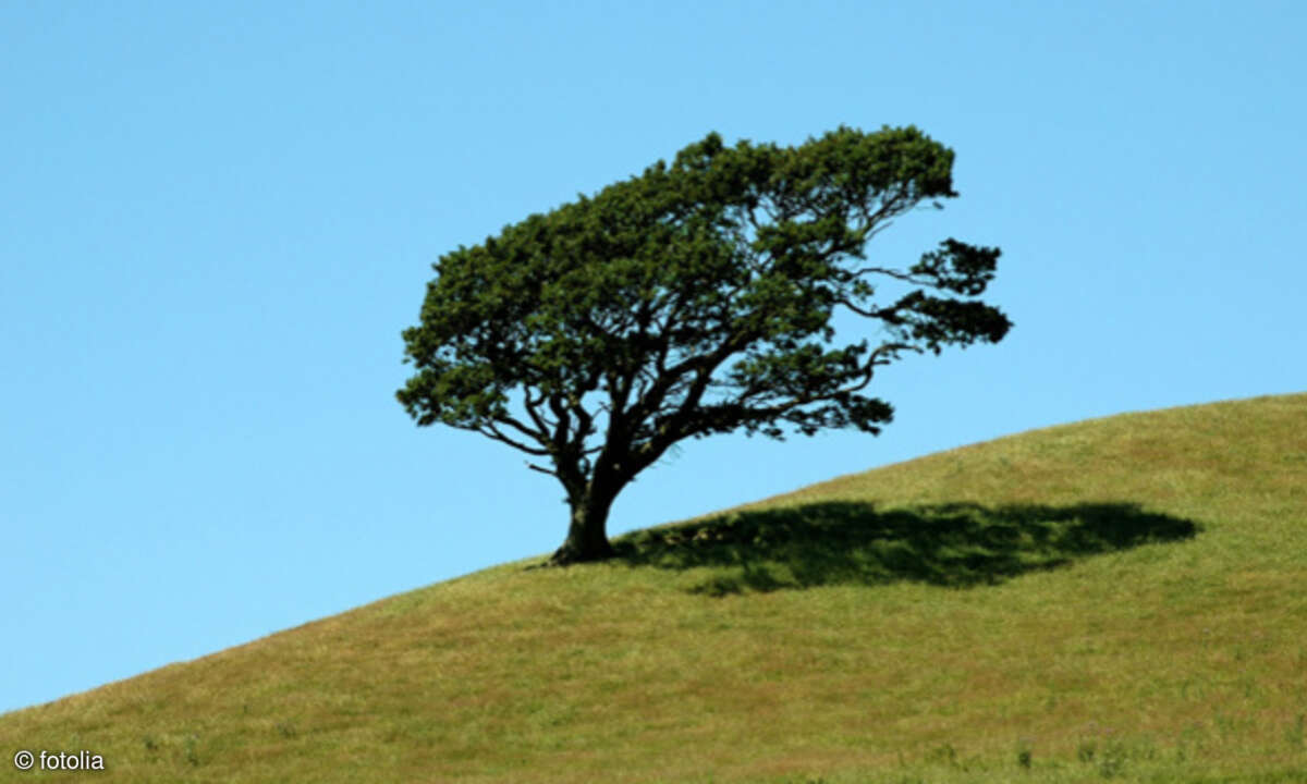 Baum