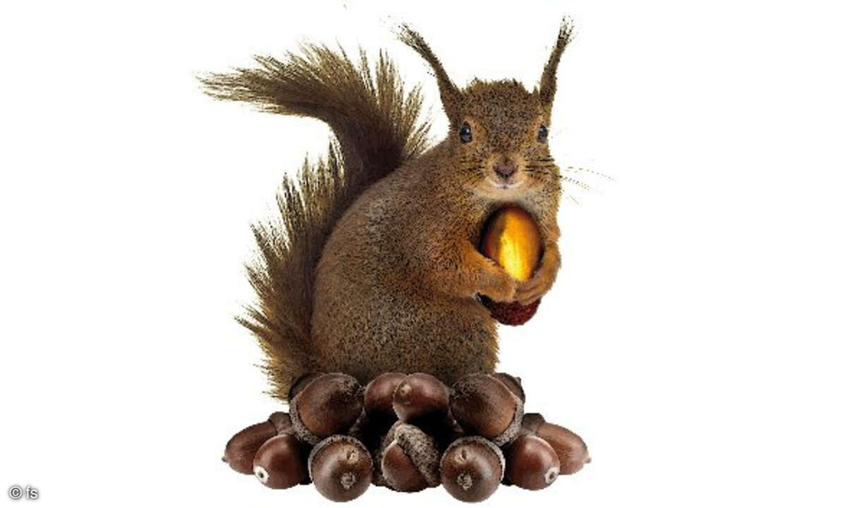 Eichhörnchen