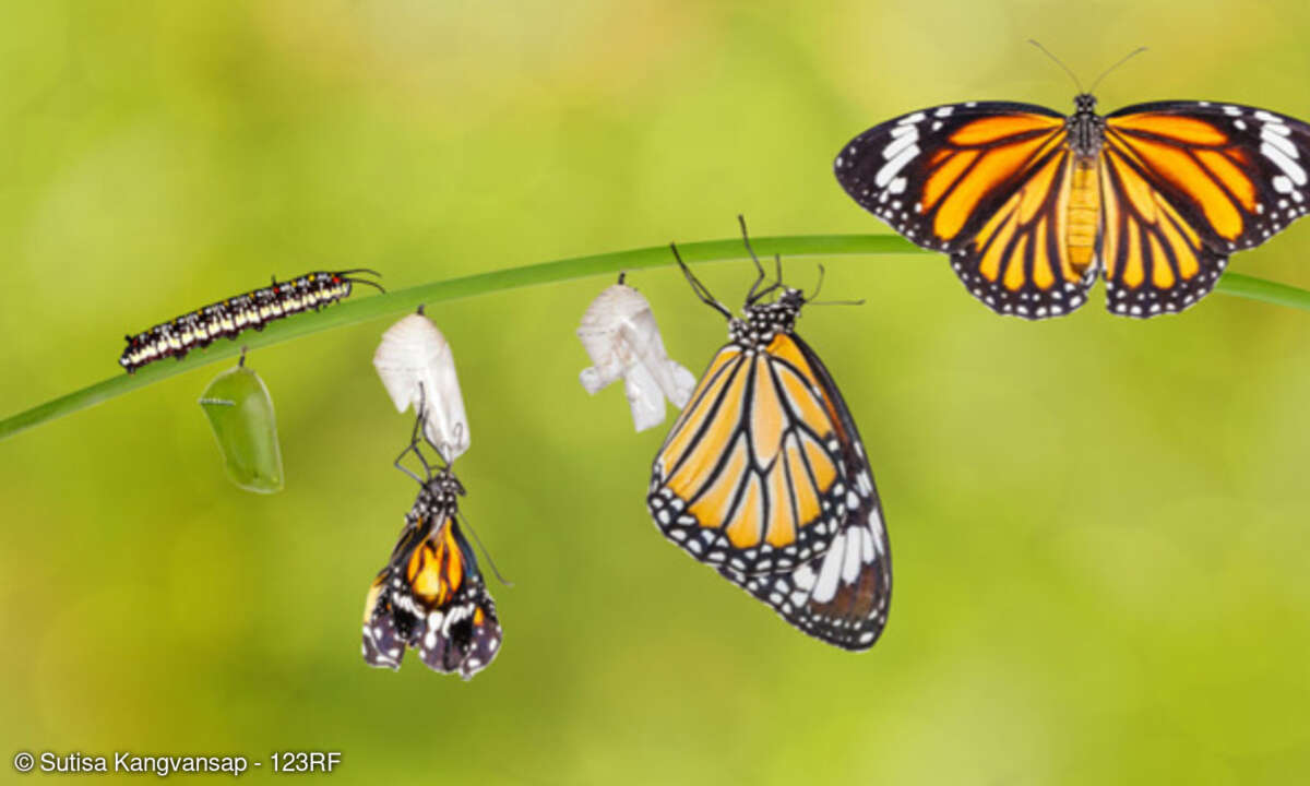 Schmetterling