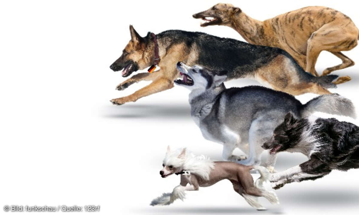 Hunde Wettlauf Made in Germany