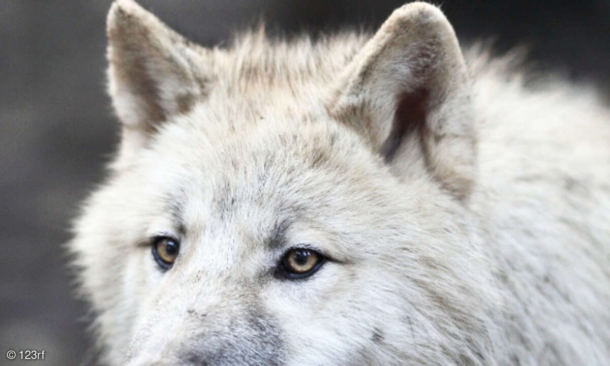 Wolf