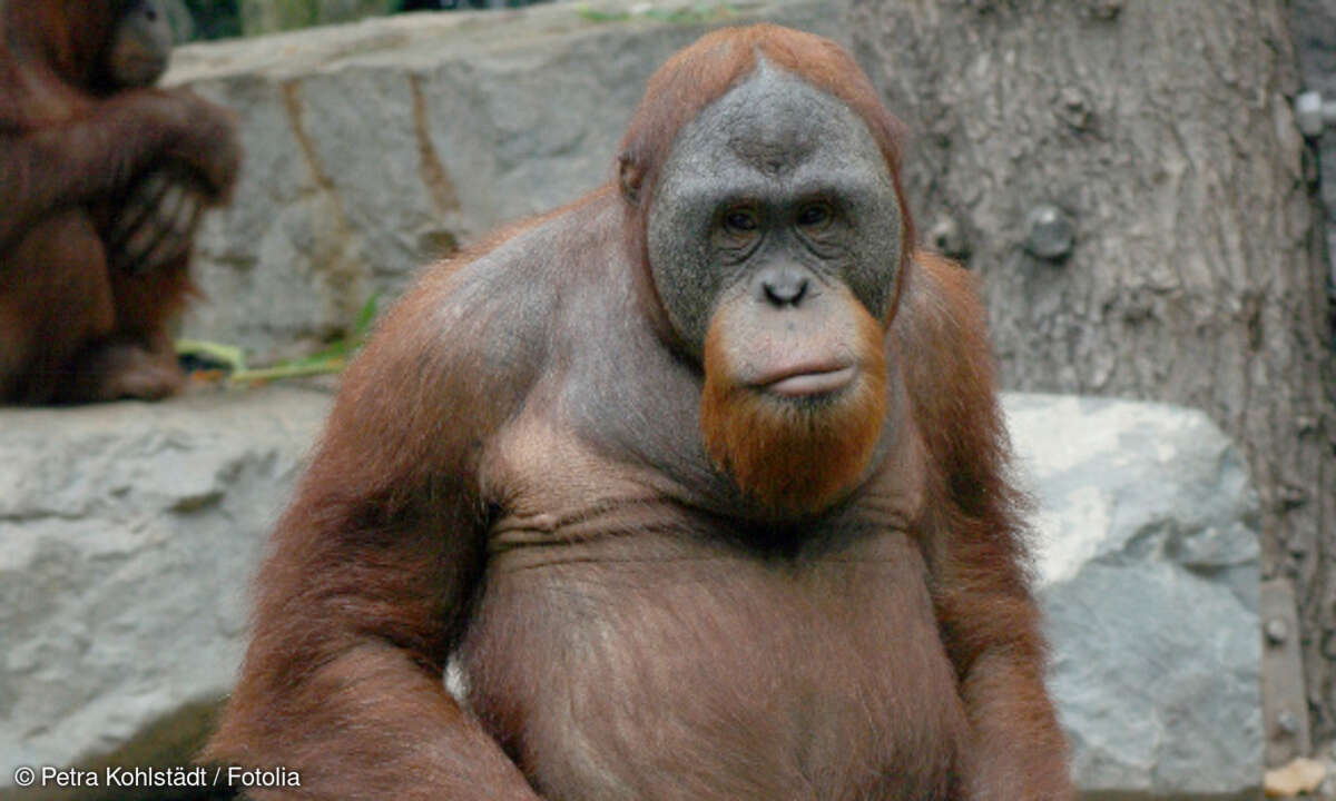 Orang-Utan