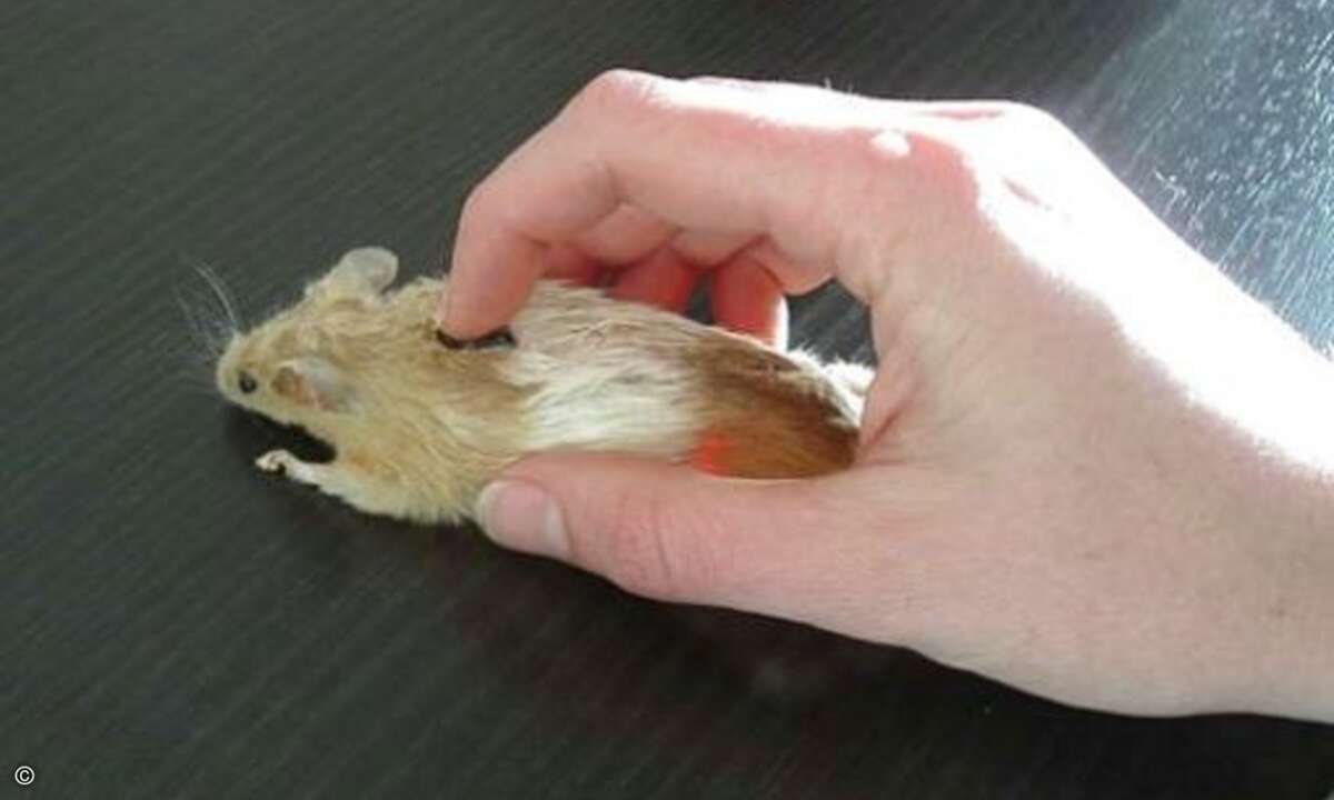 Für Tierfreunde: Meine Wilma wird mich nie verlassen - und wenn ich meiner Maus ihr Fell über die Ohren ziehe.