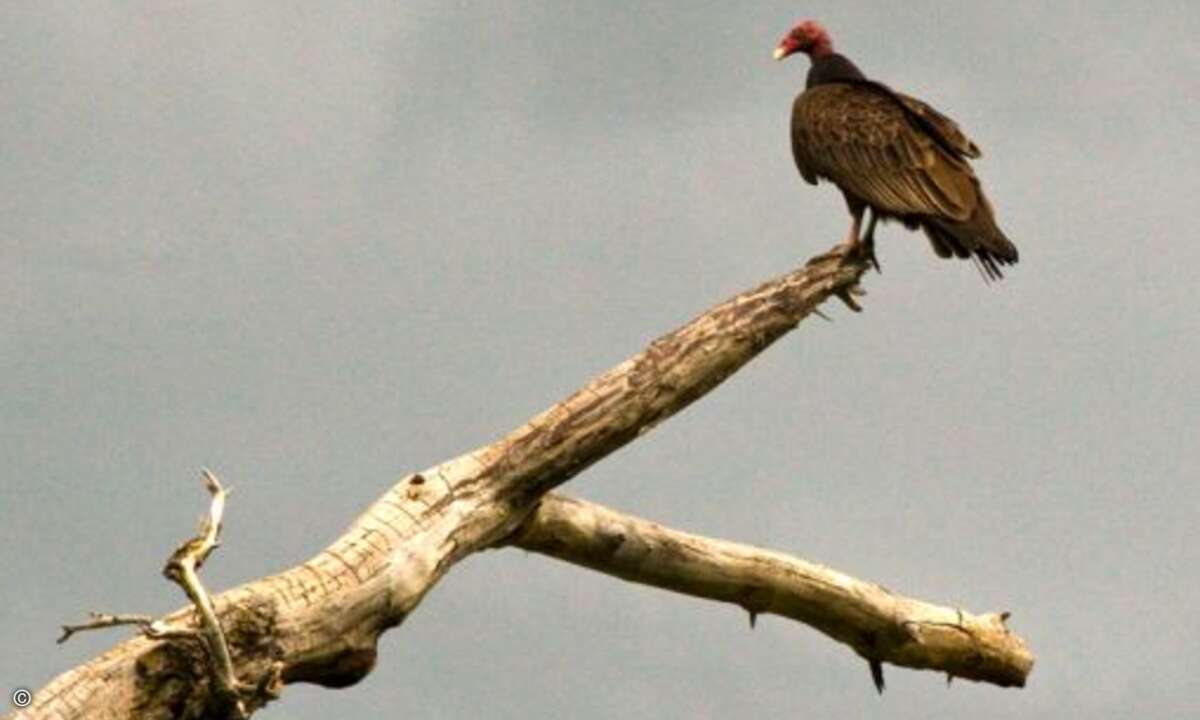 <i>F: Regnet es eigentlich in Südafrika? Ich habe im Fernsehen noch nie gesehen, dass es regnet. Wie wachsen dort dann die Pflanzen? (UK)</i>
<br><b>A: Wir importieren alle Pflanzen voll ausgewachsen und buddeln sie hier ein. Dann schauen wir zu,