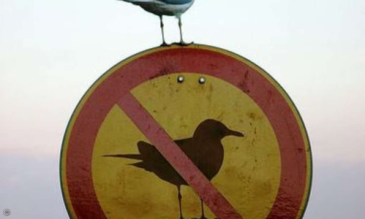 Der hat doch einen Vogel