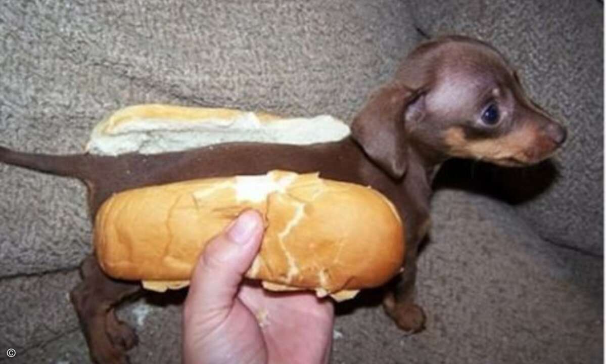 Hotdog gefällig?