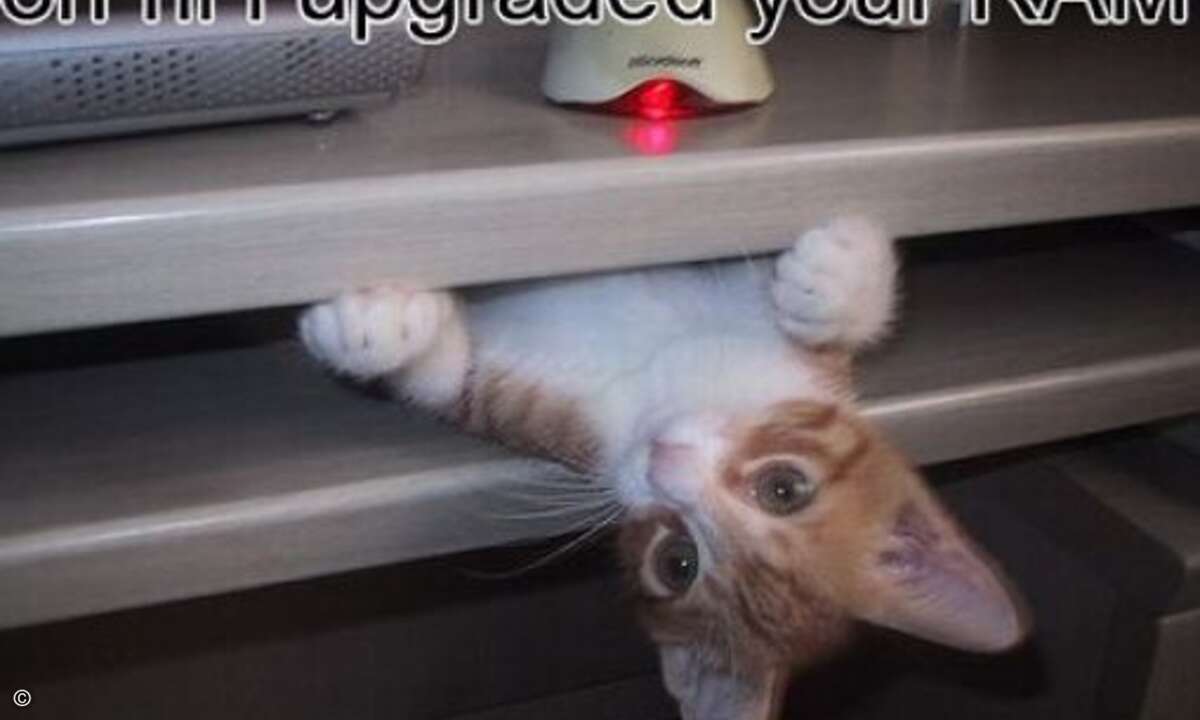 IT-Cat