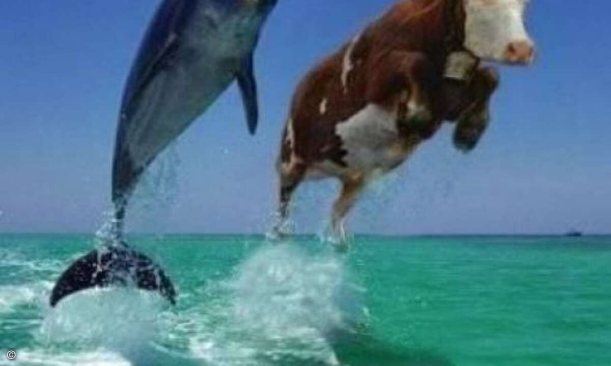 Wenn Kühe fliegen könnten... (entscheiden Sie selbst)