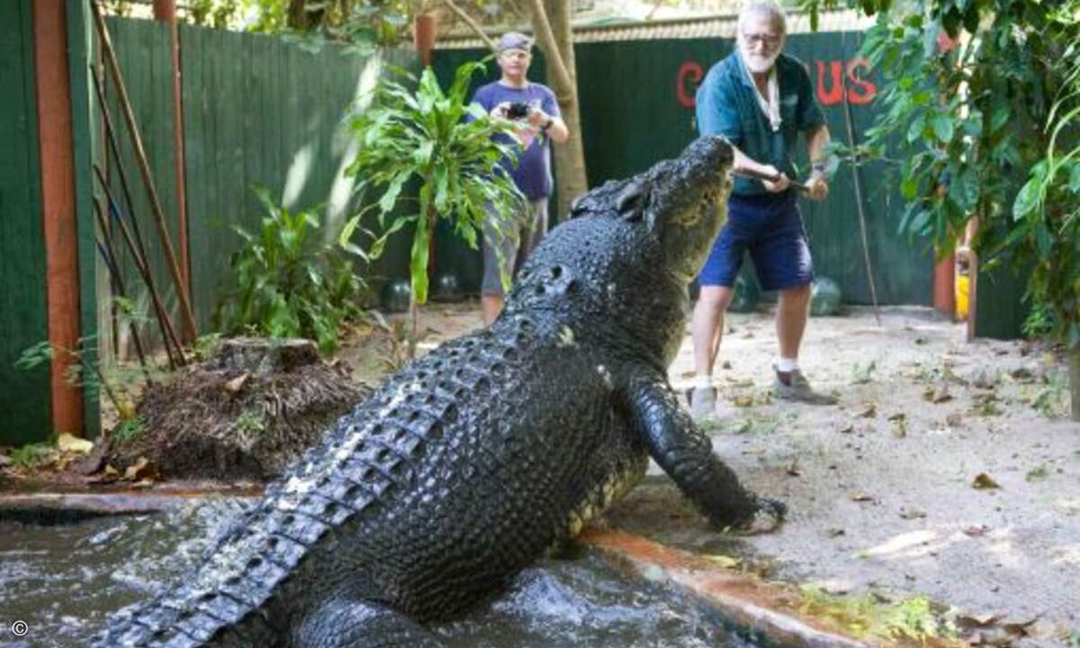 Größtes Krokodil in Gefangenschaft: Das australische Salzwasserkrokodil (Crocodylus porosus) ist die größte heute lebende Krokodilart. Cassius, hier abgebildet, ist mit 5,5 m das größte Exemplar in Gefangenschaft und das größte Krokodil, das je in Au