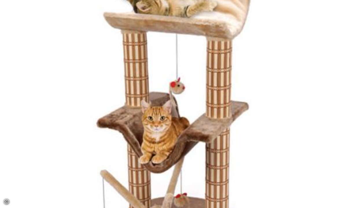 Auch im Tierreich sind die Aliens weit verbreitet. Hinter manch einer halben Katze in deutschen Wohnzimmern verbirgt sich in Wahrheit eine ausserirdische Lebensform.