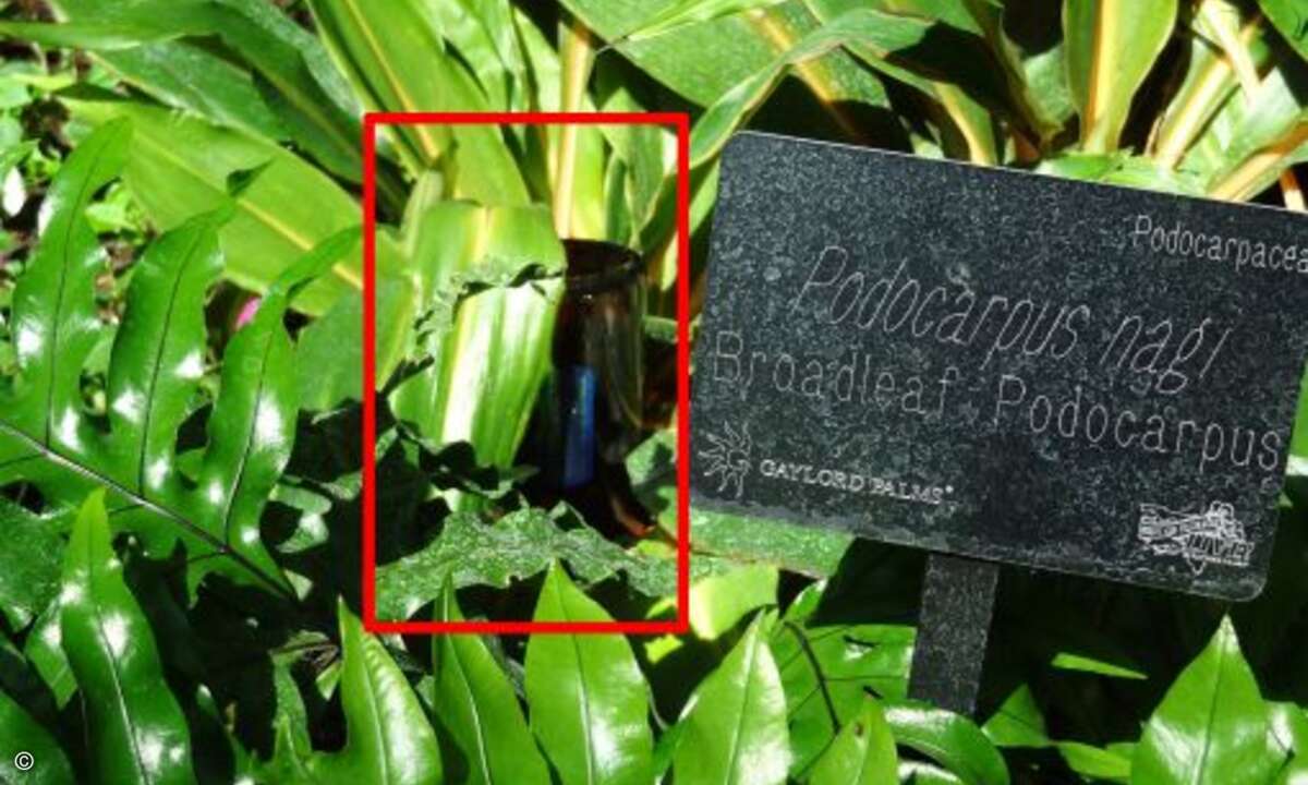 Die analogen Anzeigetafeln scheinen dagegen hoffnungslos antiquiert. Durch das fehlende Firmwareupgrade übersieht man neben grobblättrigen Gräsern beinahe eine normalerweise nur in Australien wachsende Seltenheit: 