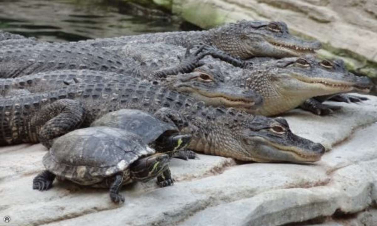 ... und so wird aus einem einzelnen im Handumdrehen Alle-Gatoren. A propops alle: Gestern waren es noch mehr Schildkröten...