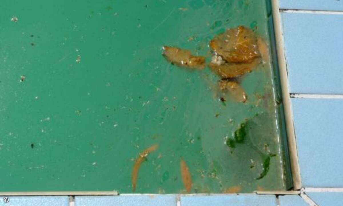 ... ein schmieriger Film bedeckt die Wasseroberfläche des Hotelpools. Gebadet hat in dieser Brühe wohl schon lange niemand mehr. (Foto: HolidayCheck.de)