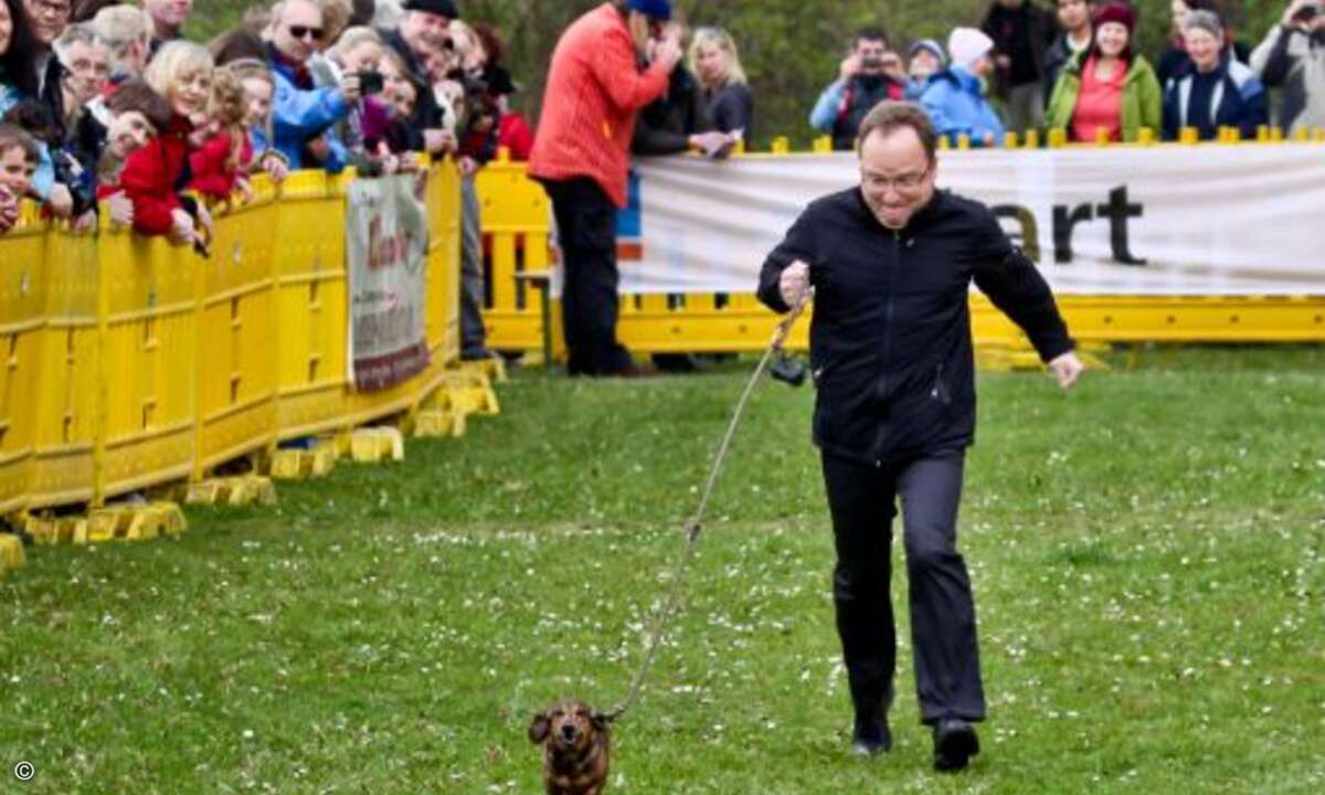 Bei diesem Renndackel kommt Herrchen kaum mit ©D. Jacobs Stonecastlerock Itzehoe