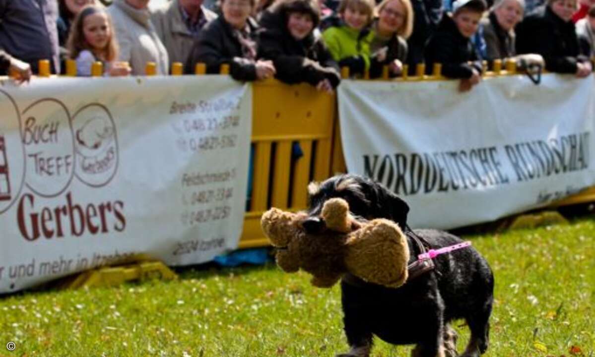 Mit Teddy im Maul ist dieser Vierbeiner völlig tiefenentspannt ©D. Jacobs Stonecastlerock Itzehoe