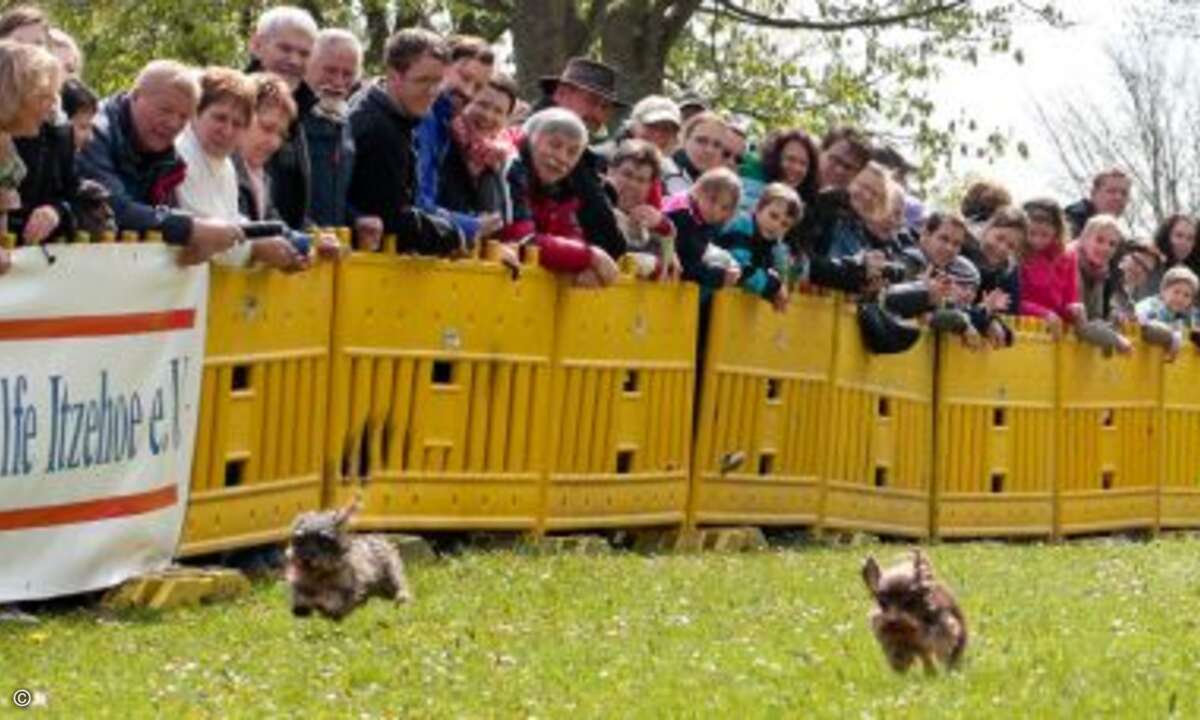 Alle jagen die »Goldene Wurst« ©D. Jacobs Stonecastlerock Itzehoe