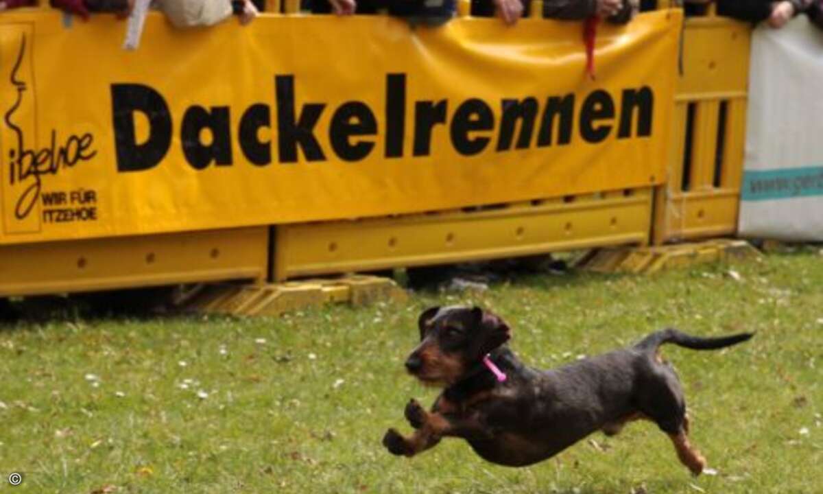 Jetzt weiß man auch, warum das Ganze »Dackelrennen« heißt ©D. Jacobs Stonecastlerock Itzehoe