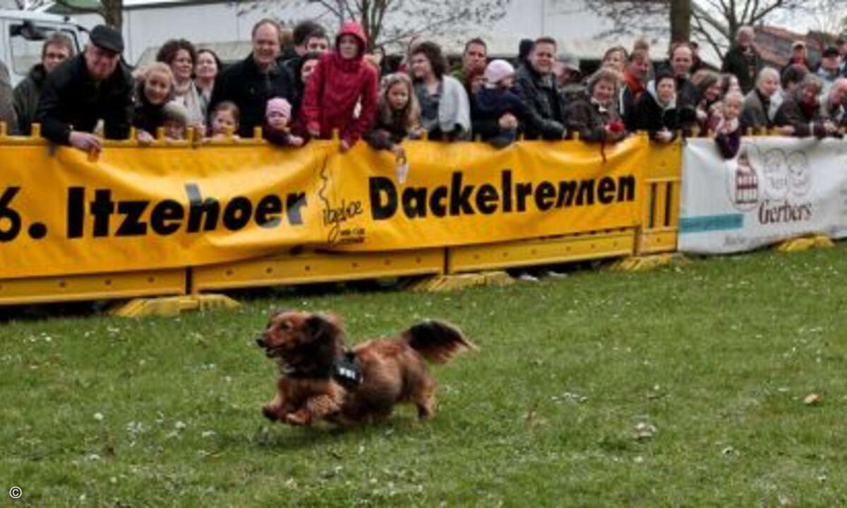 Auch wenn die Füße kaum den Boden berühren, können Dackel doch ganz flott rennen ©D. Jacobs Stonecastlerock Itzehoe