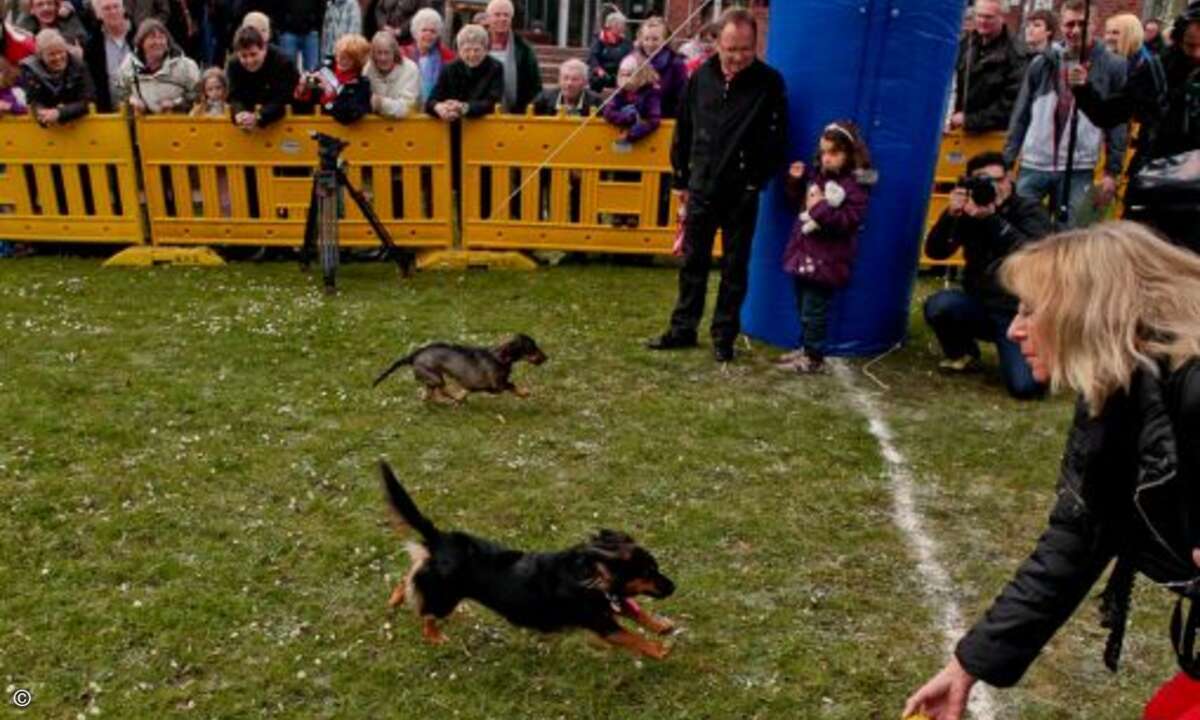 Die Hunde werden mit allen Hilfsmitteln motiviert ©D. Jacobs Stonecastlerock Itzehoe