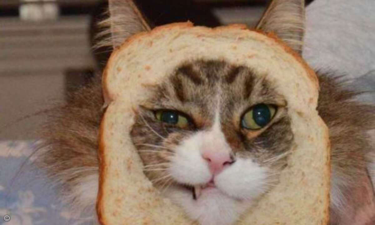 Kommen wir nun zum letzten Meme, dass zudem vollkommen ohne Menschen auskommt: Dem »Cat Breading« Wörtlich übersetzt bedeutetet das, Katzen Bebrotung… (www.kwwl.com)