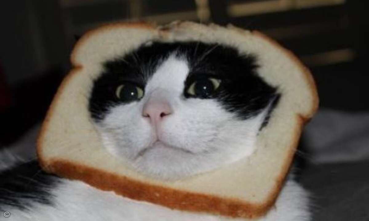 … Einer Katze wird ein ausgehölter Toast um den Kopf gelegt und dann fotografiert. Warum dieses Internet-Meme lustig sein soll, wissen wahrscheinlich nur die hartgesottenen Internet-Junkies… (www.tntmagazine.com)