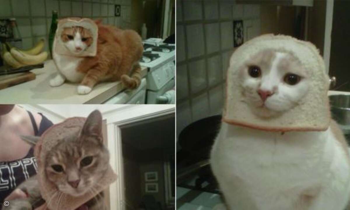 … An alle Tierschützer: Da es sich bei den Toastscheiben stets um frische Ware gehandelt haben soll, kamen keine Tiere zu Schaden. Nur der Toast war nach dem Fotoshooting hinüber. (www.gawkerassets.com)