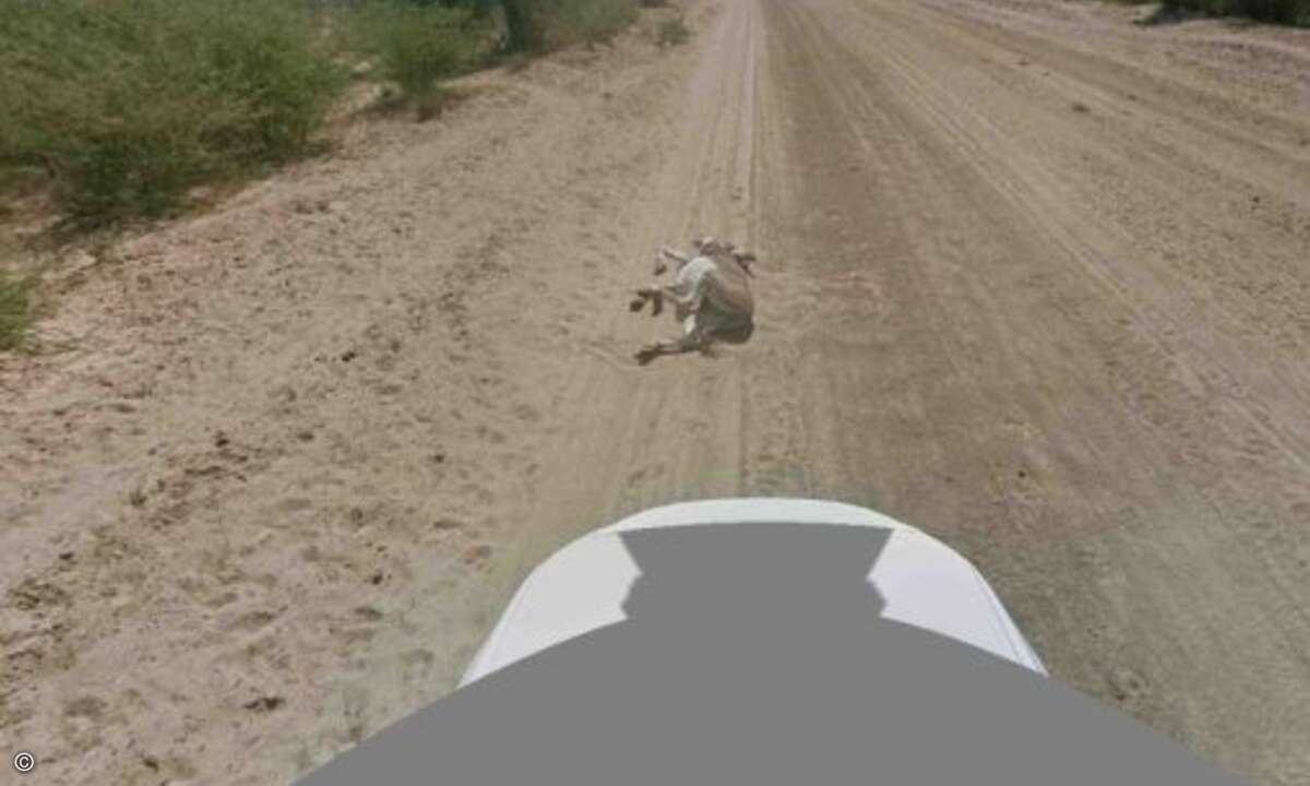 Offensichtlich genießt das Tier ein Staubbad auf der einsamen Straße. (Bild: Google)