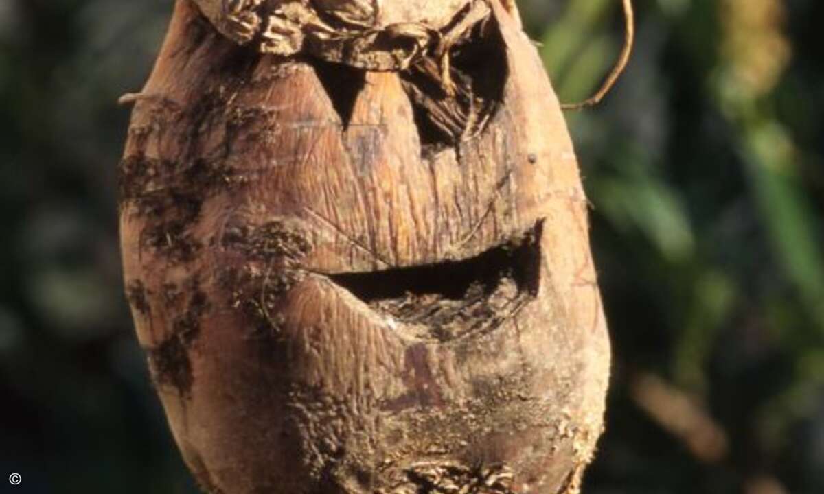 Platz 1: Ein Schrumpfkopf. Wahrscheinlich vom ehemaligen Geschäftsführer? (Bild: Jörg Lantelme, fotolia.com)