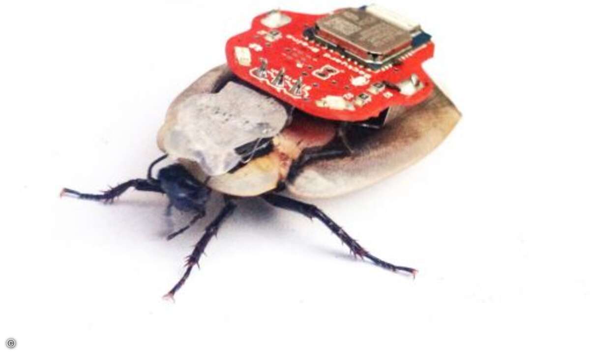 Einfach der Schabe den Empfänger-Rucksack aufschnallen... (Bild: backyardbrains.com)