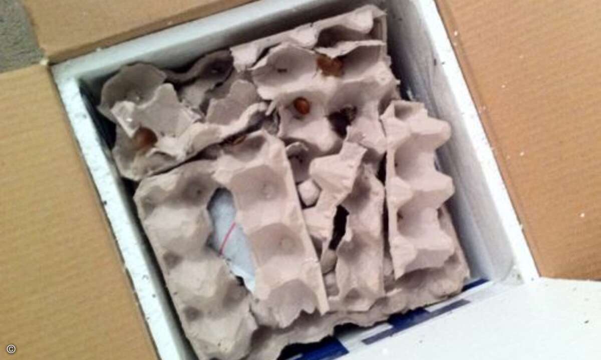 ... bietet der Shop gleich die passenden Ersatz-Schaben an. (Bild: backyardbrains.com)