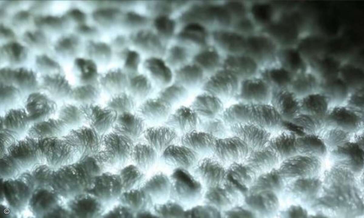 Für Philips und Desso erwarten vielfältige Einsatzmöglichkeiten für lichtdurchlässige Teppiche. (Bild: Philips)