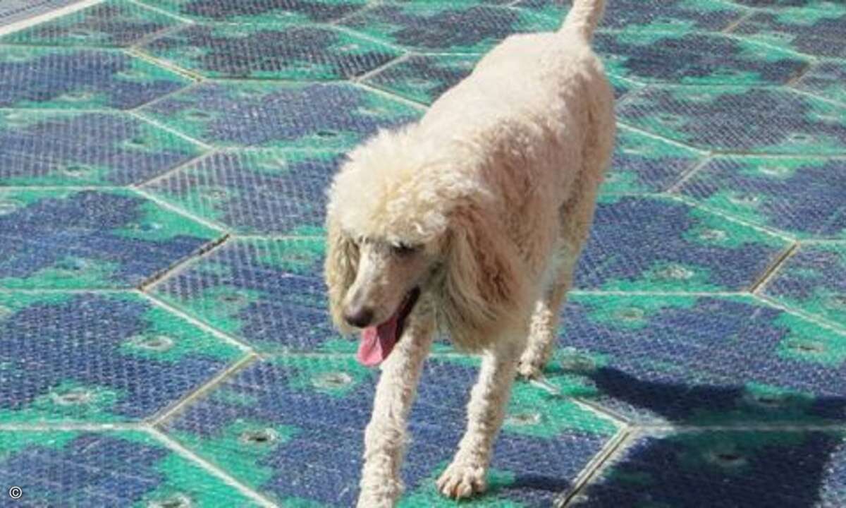 Die grünen Straßen sind auch tierfreundlicher ... (Bild: Solar Roadways)