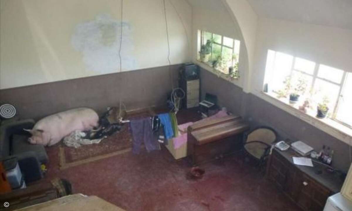 Besonders wichtig ist auch die Wahl des Blickwinkels. So kann man selbst eine ausgewachsene Muttersau im Hintergrund verschwinden lassen. (Bild: Screenshot, terriblerealestateagentphotos.com)