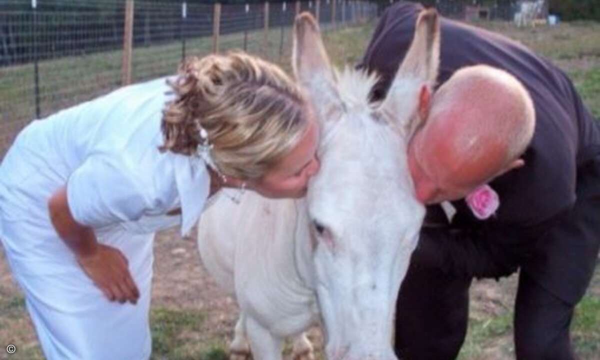 Auch dieses Paar hat wohl entweder etwas falsch verstanden, oder einen schlechten Optiker - aber immerhin sind sie in ihrem Irrtum gemeinsam. Und wer könnte so einem süßen Esel auch widerstehen? (Foto: Screenshot awkwardfamilyphotos.com)