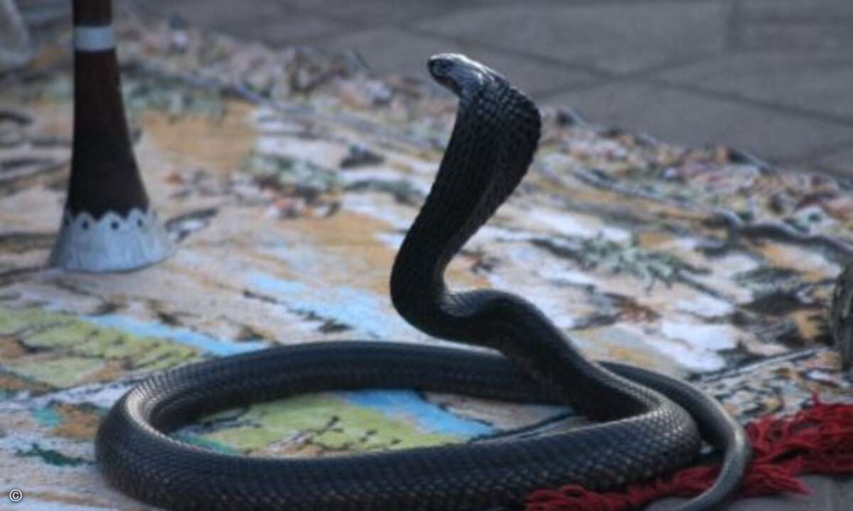 Für Spannung sorgte ein Schlangenbeschwörer (Bild: Aetka)