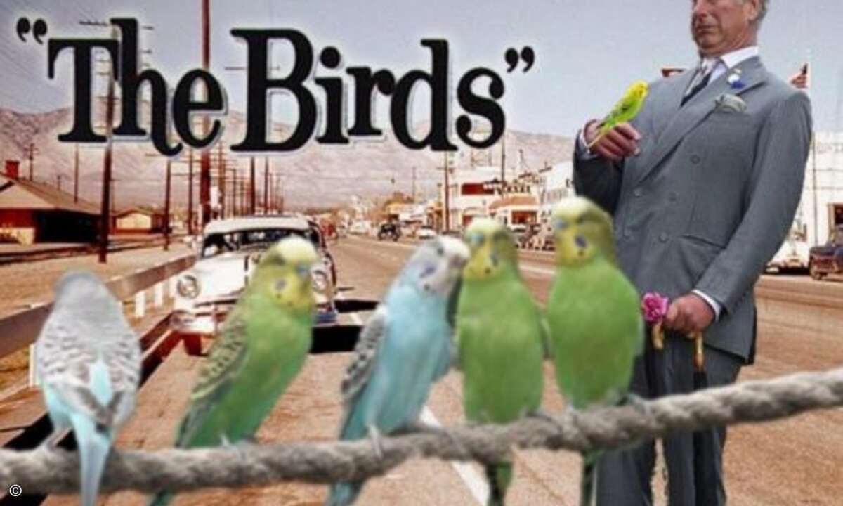 Charles hat auch Probleme mit anderen Vogelarten (Foto: Twitter.com)