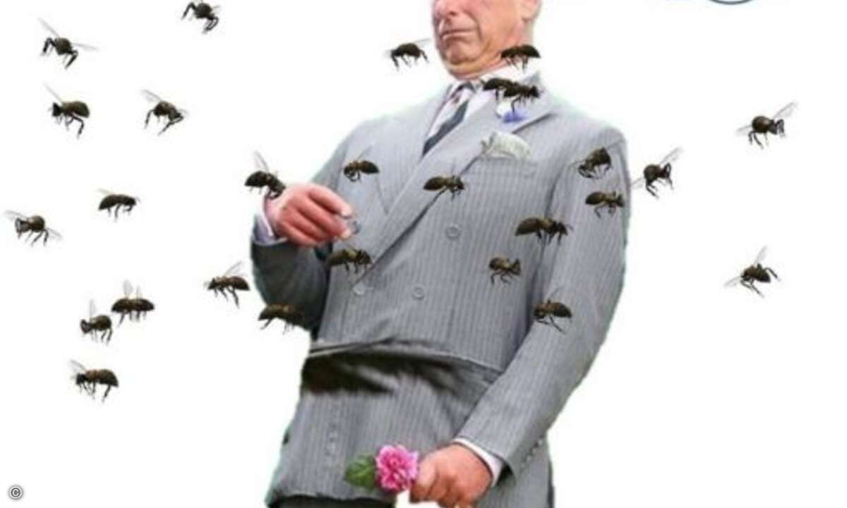 Niemand mag einen Insektenschwarm (Foto: Twitter.com)
