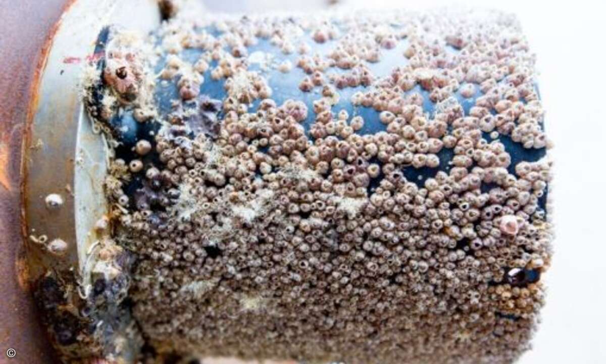 Die Zeit im Meer hinterlässt ihre Spuren (Foto: Microsoft)