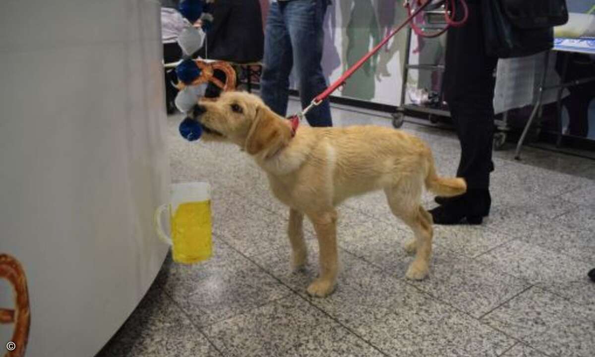 Neugierig: Auch das junge CRN-Maskottchen Juli kommt auf seine Kosten (Bild: CRN)
