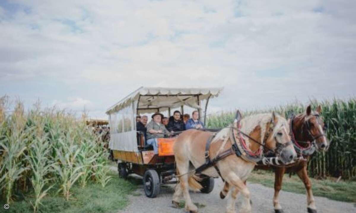 Mit der Pferdekutsche geht es durch die fränkischen Weinberge (Foto: Kaspersky)