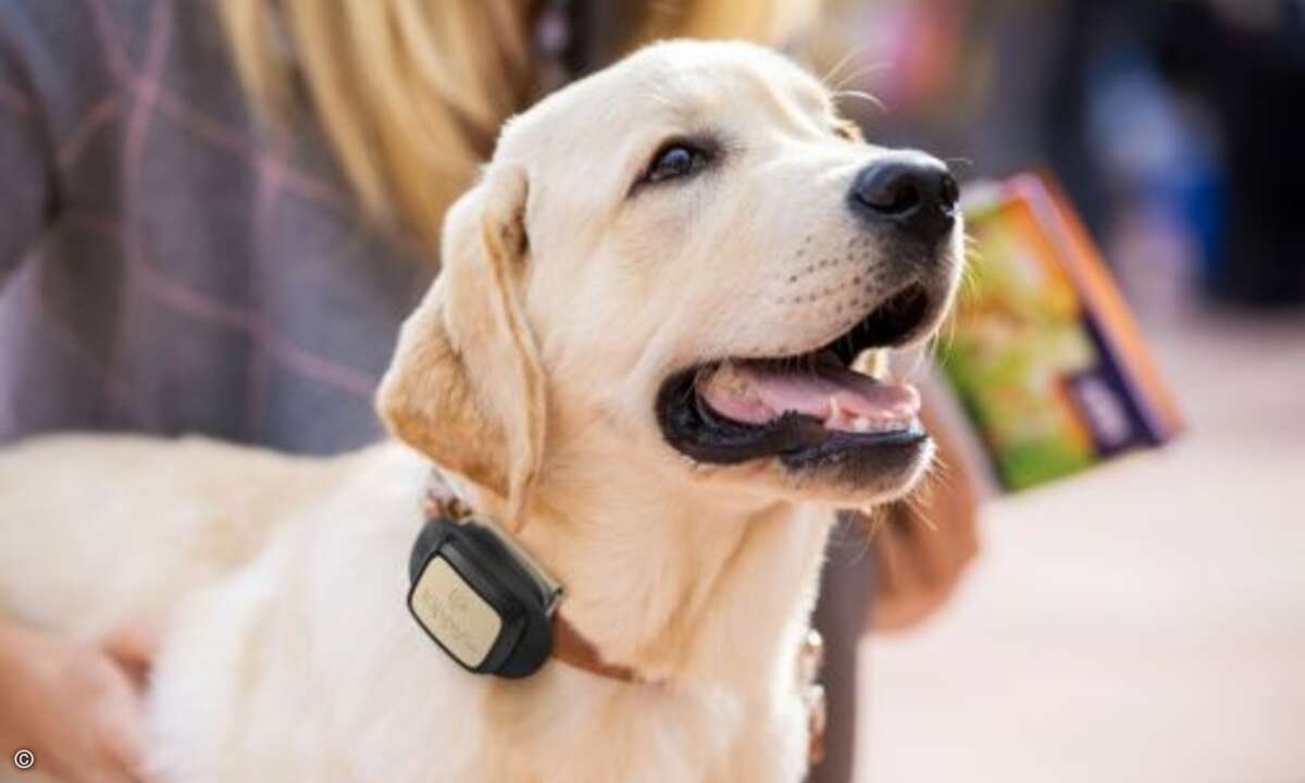 Mit »V-Pet« von Hersteller Kippy weiß Herrchen stets, wo sich der Hund herumtreibt (Bild: Vodafone)