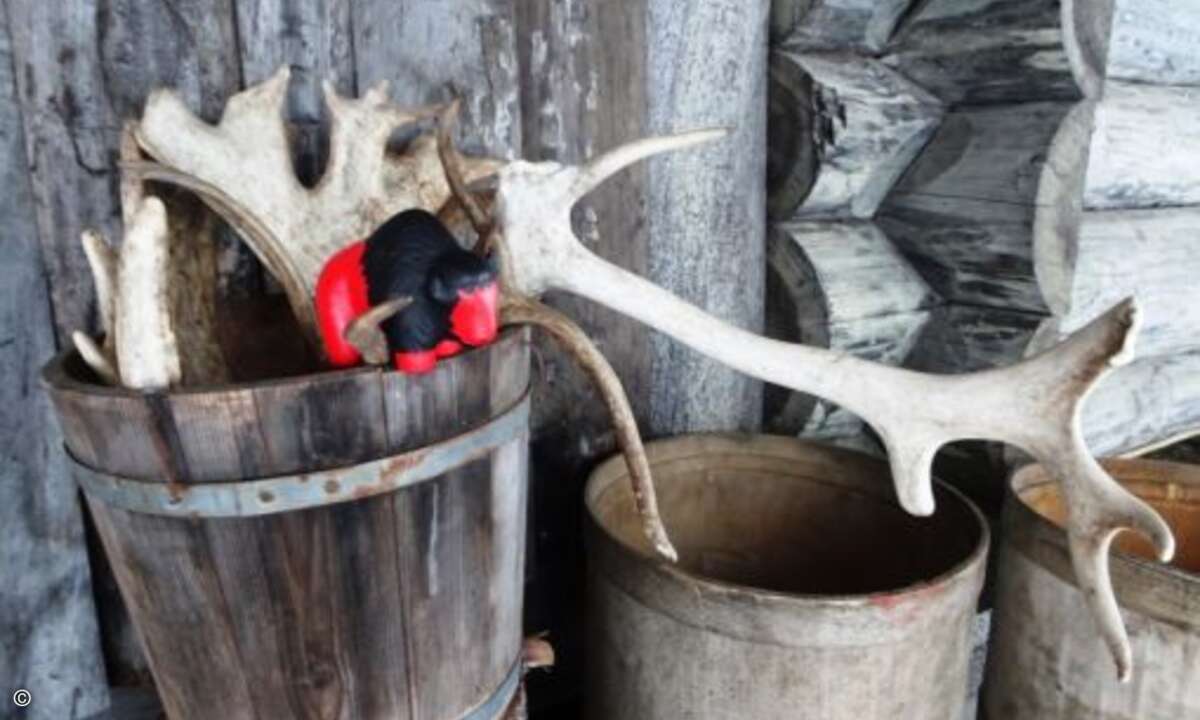 Uh, ein Elchgeweih!? (Foto: Buffalo)