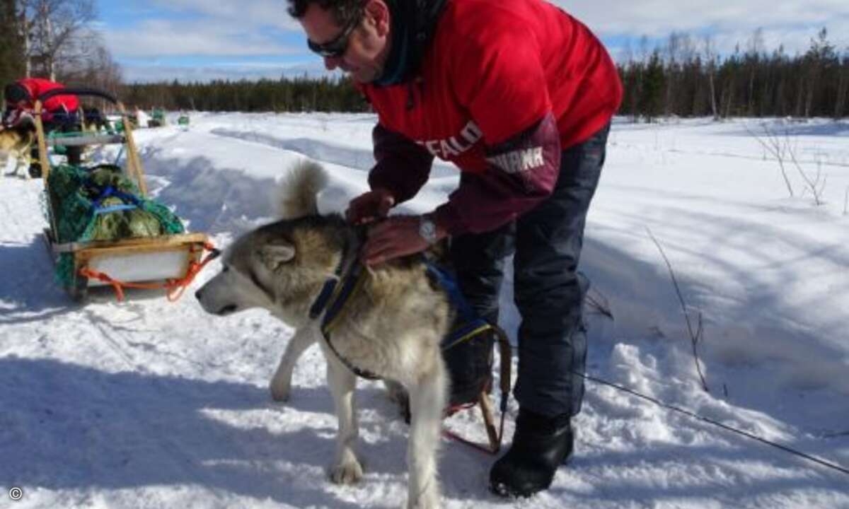 Die Hunde werden eingespannt (Foto: Buffalo)