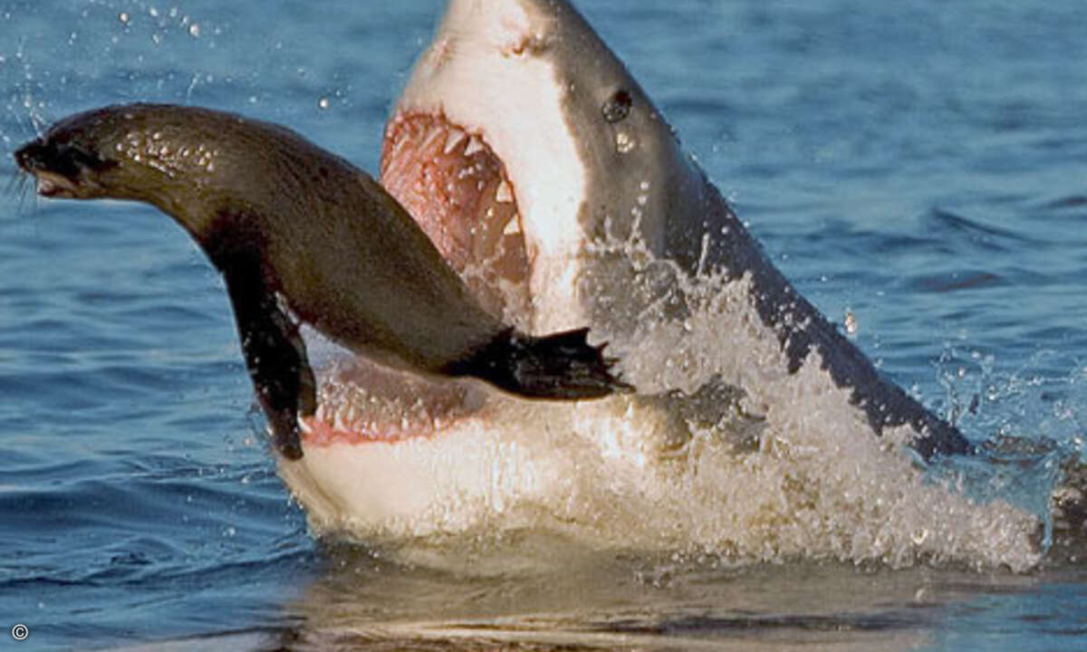 Wer mit veralteten Browsern surft, macht es den Spam-Haien allzu leicht.