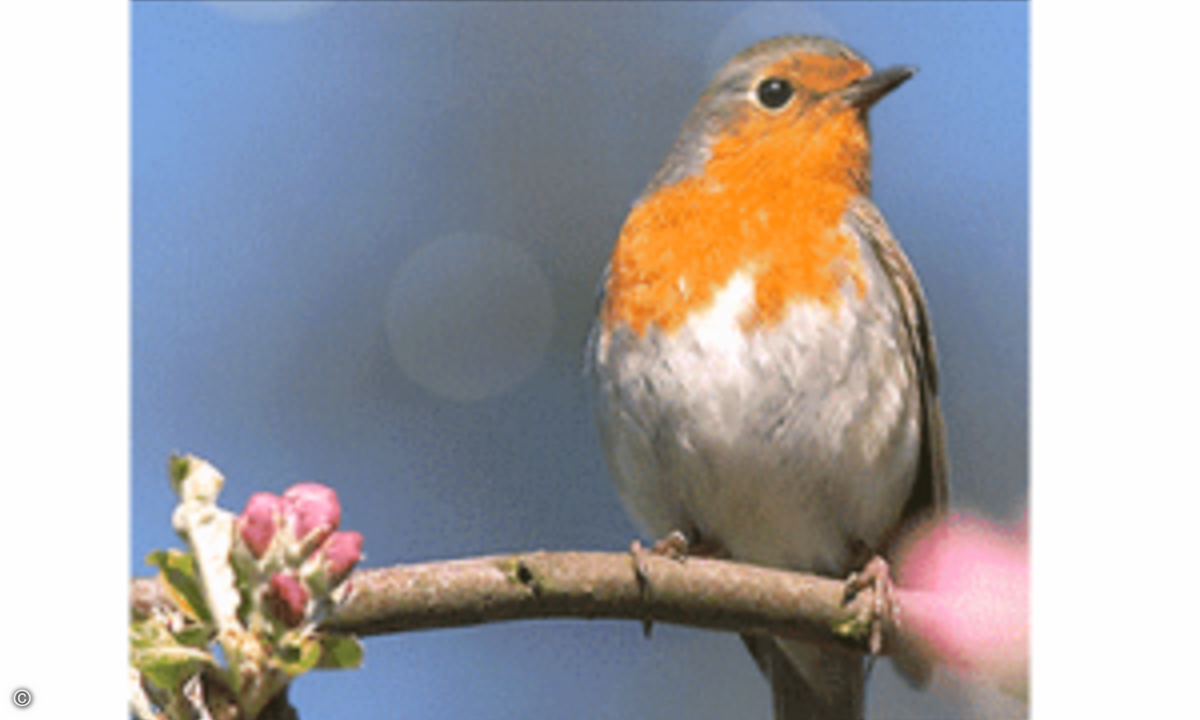 Auch wie süß! Das Vögelchen von Live Bird vermittelt einen Hauch von Frühlingserwachen.