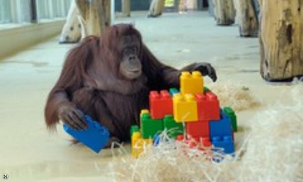Orang-Utan-Dame Nonja (Foto: Schönbrunner Tiergarten-Gesellschaft).
